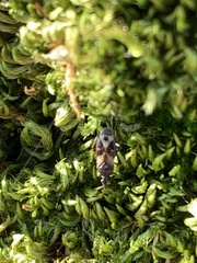 Anthocoris nemoralis