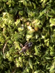 Anthocoris nemoralis