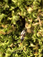 Anthocoris nemoralis
