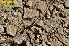 Orientocoluber spinalis