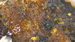 Stypella