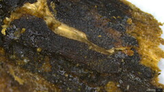 Stypella