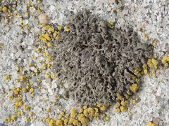 Phaeophyscia nigricans