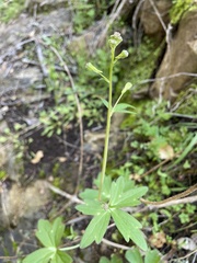 Delphinium nudicaule