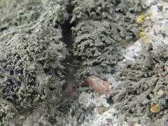 Phaeophyscia nigricans
