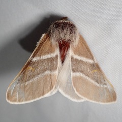 Hemileuca sororia