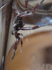 Lampona cylindrata