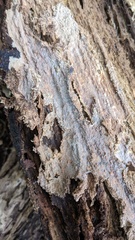 Phlebia