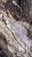 Phlebia