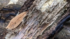 Phlebia