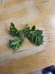 Alchemilla arvensis
