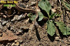 Orientocoluber spinalis