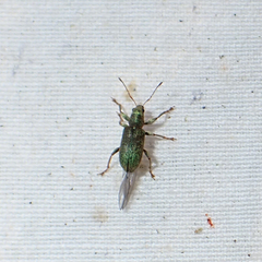 Pachyrhinus lethierryi