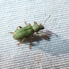 Pachyrhinus lethierryi