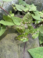 Phylloxera caryaefallax