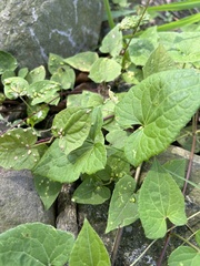 Phylloxera caryaefallax