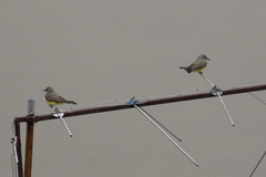 Tyrannus melancholicus