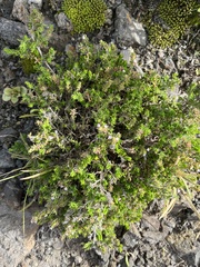 Micromeria hyssopifolia
