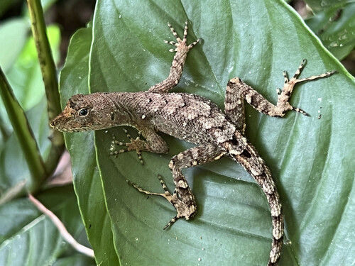 Atlántida Scaly Anole, Anolis wilsoni