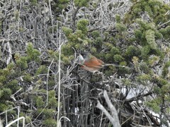 Curruca conspicillata