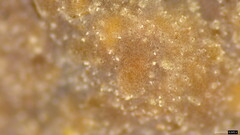 Phlebia