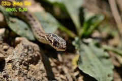 Orientocoluber spinalis