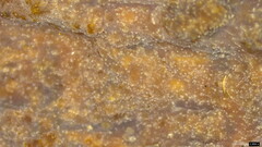 Phlebia