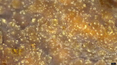 Phlebia