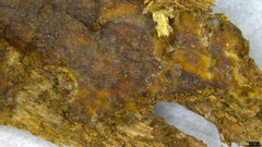 Phlebia