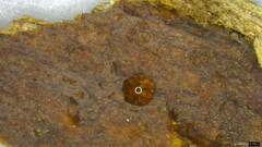 Phlebia