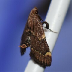 Hypsopygia intermedialis