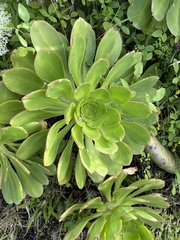 Aeonium urbicum