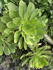 Aeonium urbicum