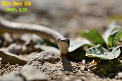 Orientocoluber spinalis