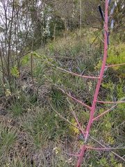 Puya coerulea