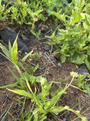 Eragrostis barrelieri