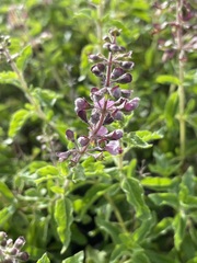 Ocimum tenuiflorum