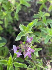 Ocimum tenuiflorum