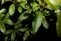 Croton verreauxii