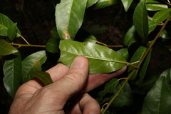 Croton verreauxii