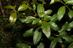 Croton verreauxii