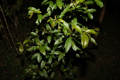 Croton verreauxii