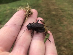 Teleogryllus commodus
