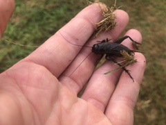 Teleogryllus commodus