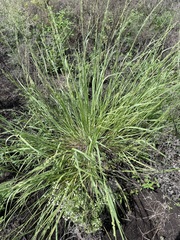 Setaria globoidea