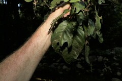 Alectryon subcinereus