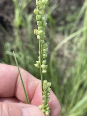 Setaria globoidea