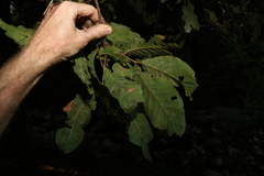 Alectryon subcinereus