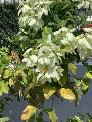 Mussaenda philippica