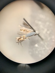 Phyllonorycter argentifimbriella